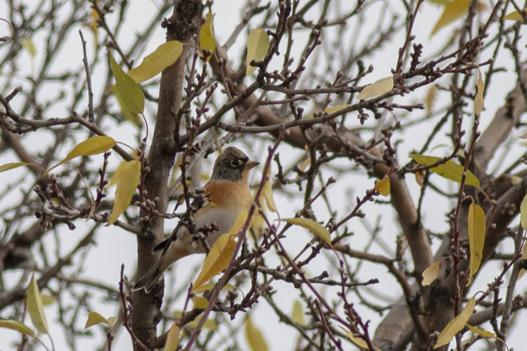 Brambling